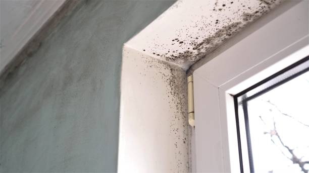Best Mold Remediation for Specific Building Types in Chesterfield, MO
