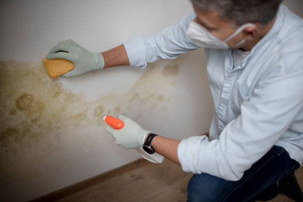 Professional Mold Remediation in Chesterfield, MO